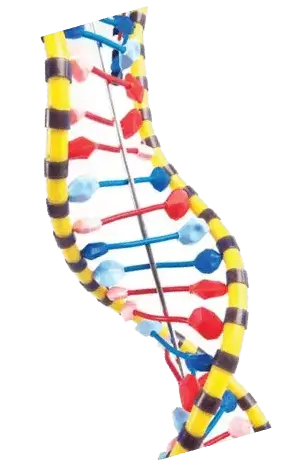 Colorado Lab